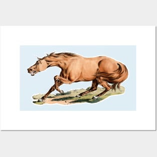 Desperate wild horse Posters and Art